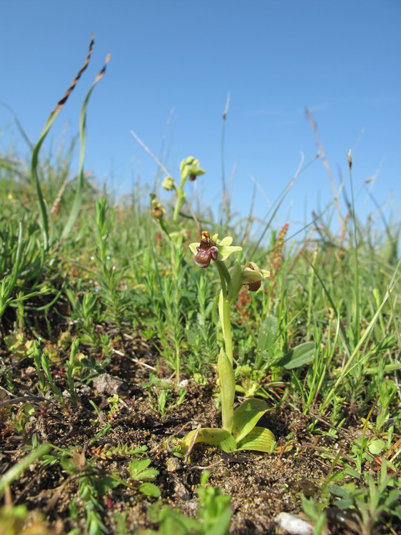 Ophrys bombyliflora
